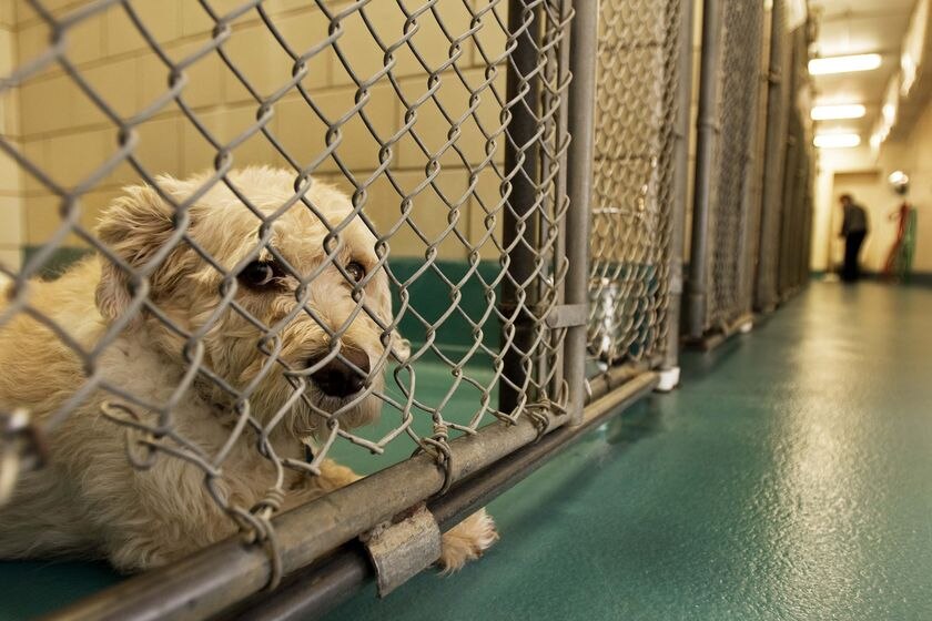 A dog that was recently surrendered by his owner at a shelter in the US