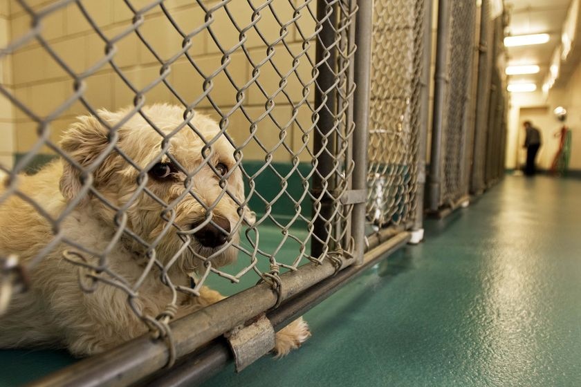 A dog that was recently abandoned by its owner at a shelter in the United States