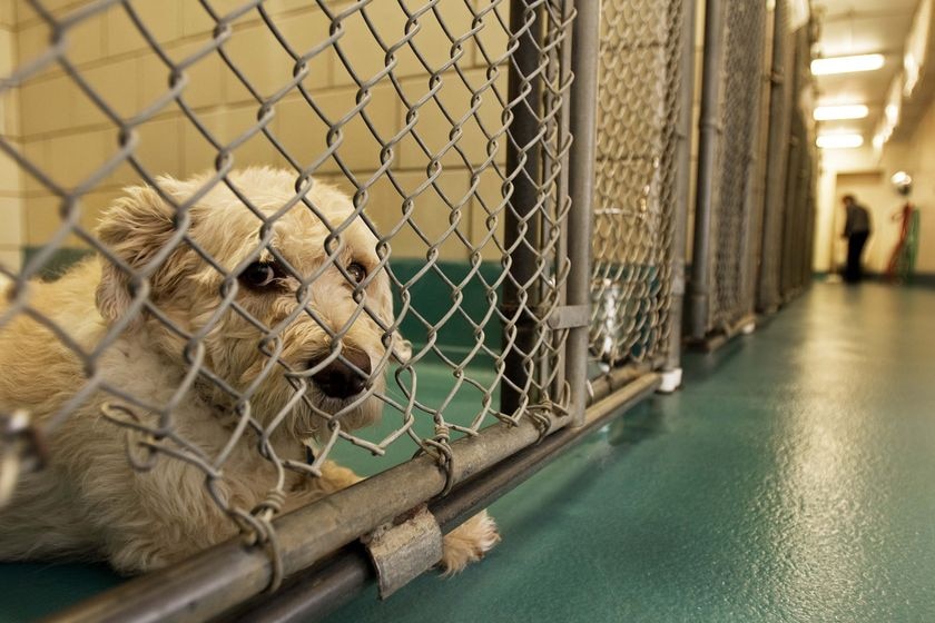 A dog that was recently surrendered by his owner at a shelter in the US