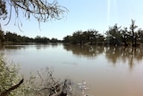River Murray at Qualco near Waikerie