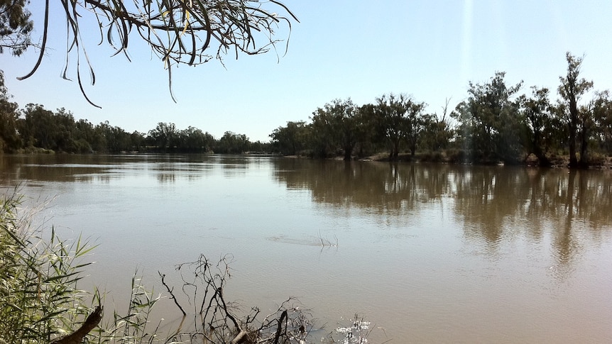 River Murray at Qualco near Waikerie