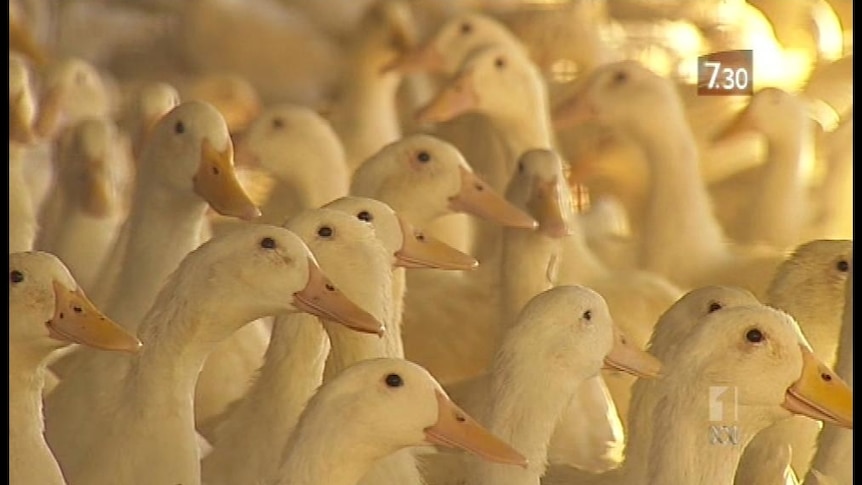 Disturbing footage prompts calls for duck farming changes