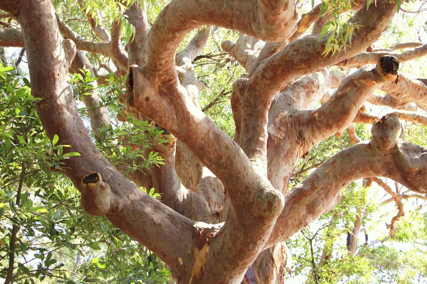 Close up of the Sydney red gum (Angophora costata)