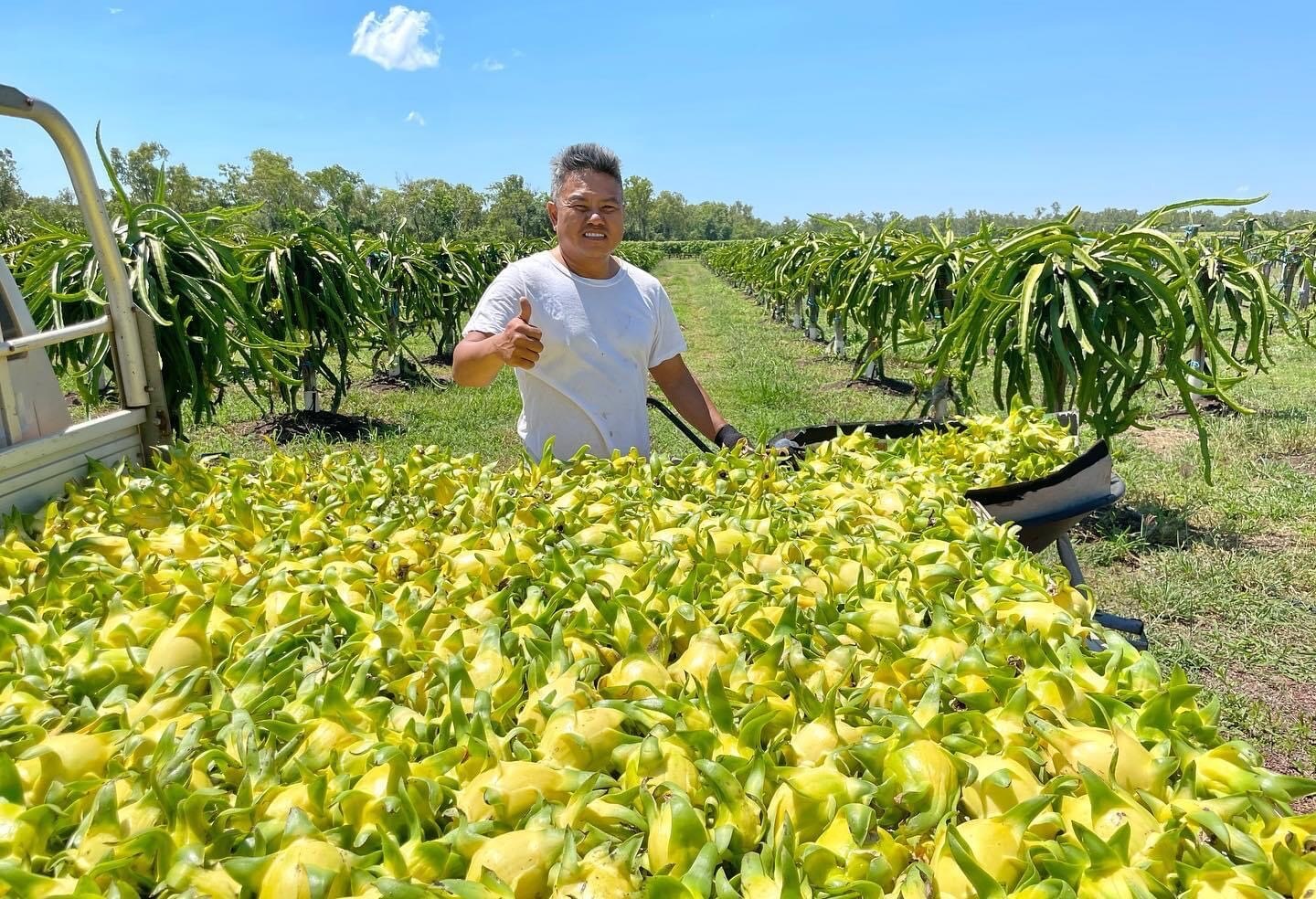 a man standing by a ute with yellow dragon fruit in the tray.