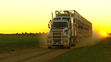 A road train drives a long a dirt road at sunset.