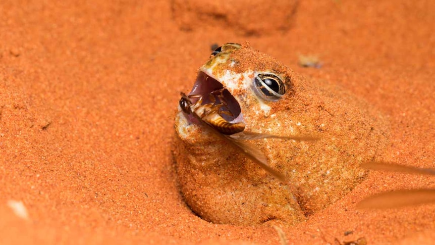 A desert spadesfoots frog emerges from vibrant orange sand to eat an insect.