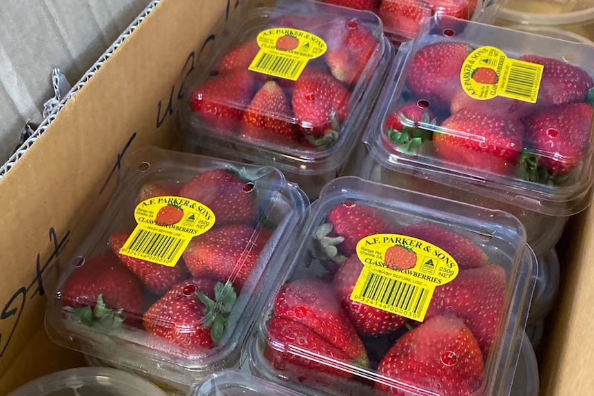 A close up shot of several punnets of fresh strawberries