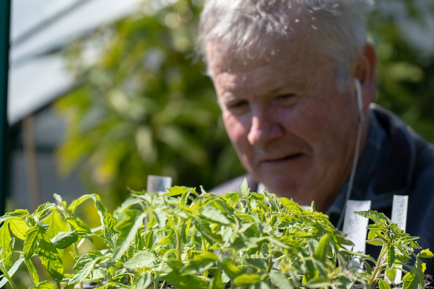 a man looks at tomato seedlings