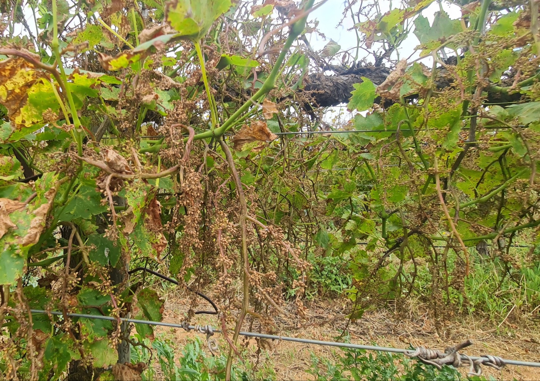 Who wants to buy a grape farm with no Flooded farmers find