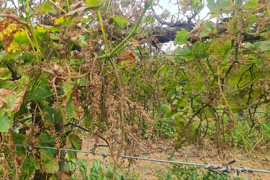 Bunch of grapes brown and dry off on vines.