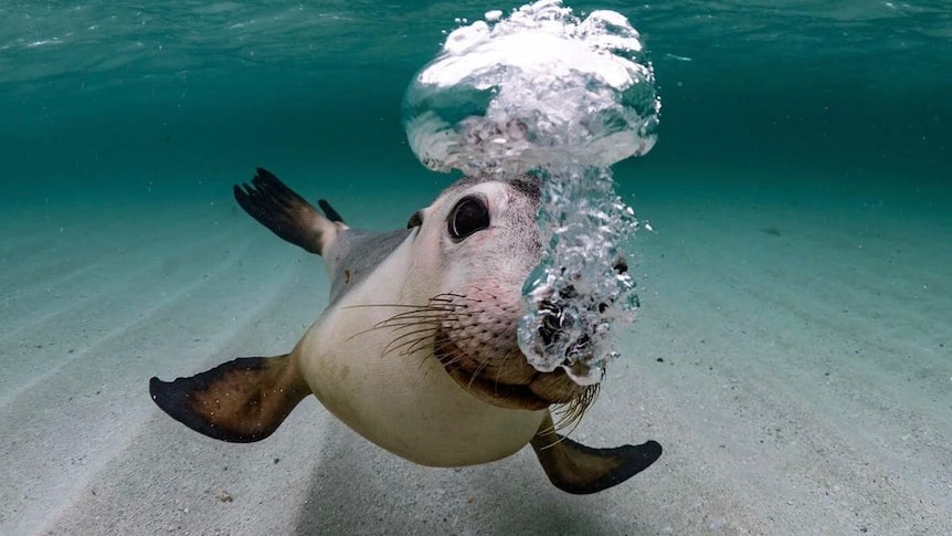 A sea lion blowing bubbles as it swims around in the ocean.