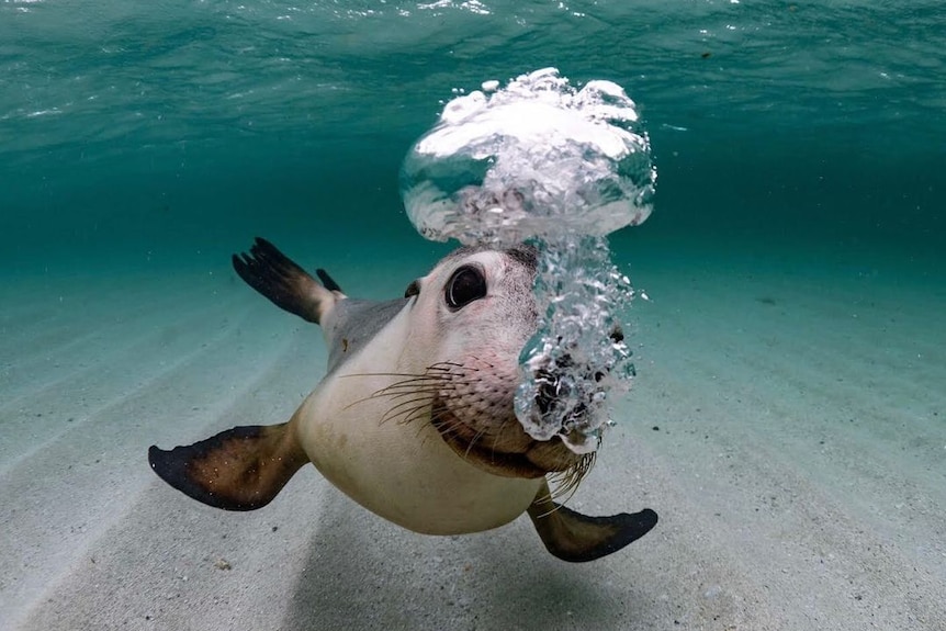 A sea lion blowing bubbles as it swims around in the ocean.