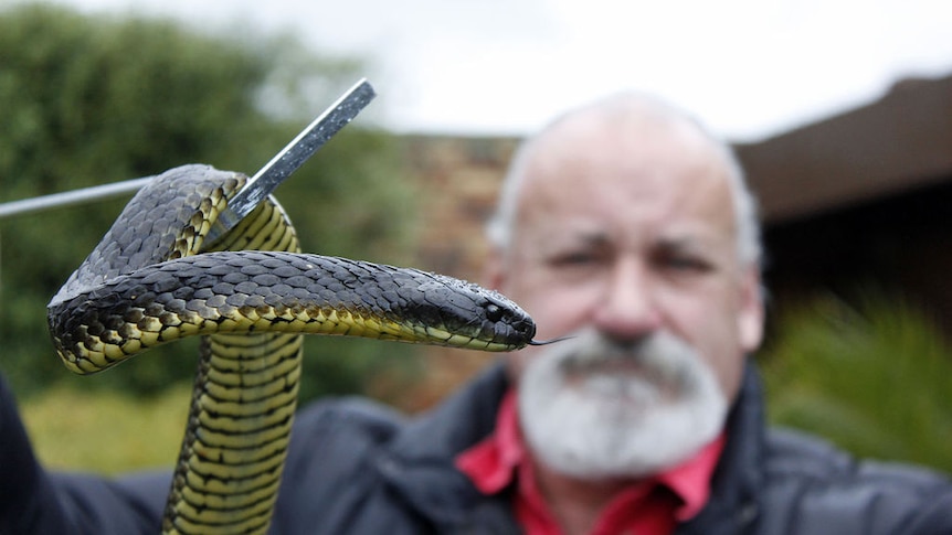A tiger snake held on a metal pole by a snake catch