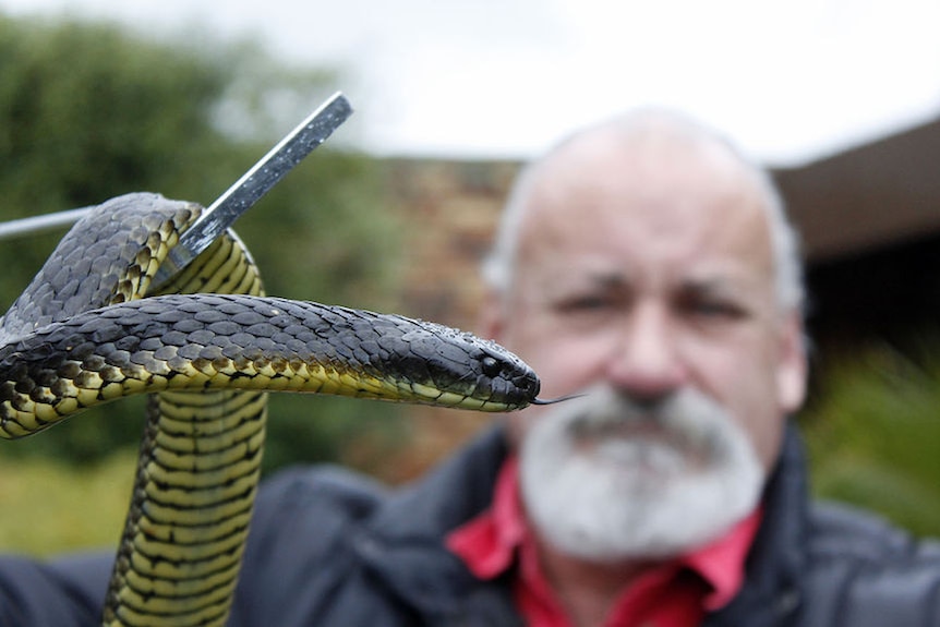 A tiger snake held on a metal pole by a snake catch