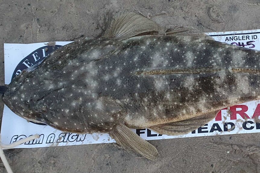 Shane Porter’s 93cm dusky flathead positioned on a mat with ruled measurement lines.