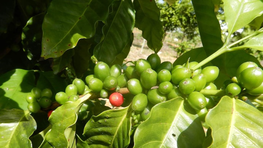 Close up of coffee plant