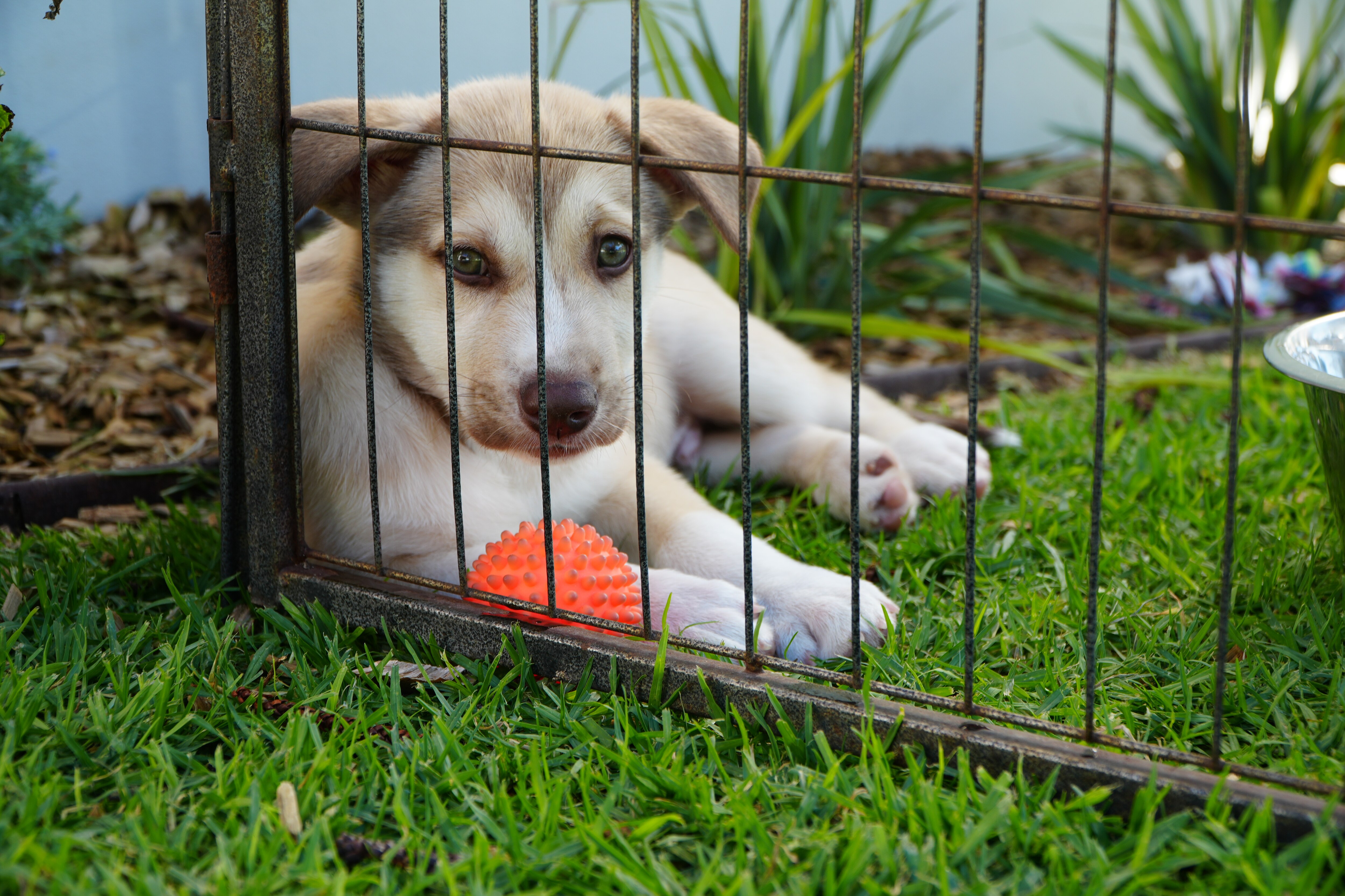 A puppy in a play pen, playing with a ball