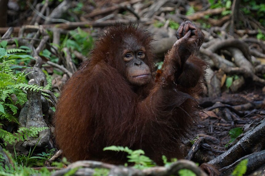 A wet young orangutan sitting in undergrowth at the Orangutan Foundation International