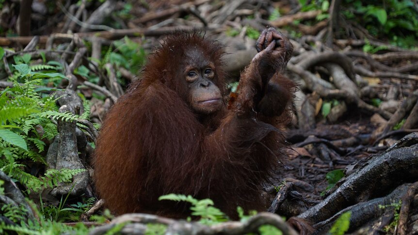 A wet young orangutan sitting in undergrowth at the Orangutan Foundation International