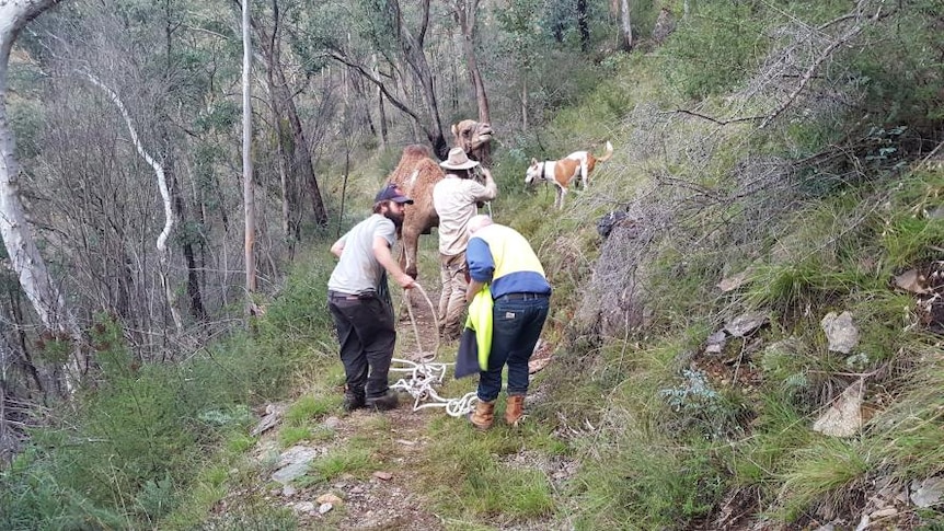 Three men wrangle rope attached to camel on small dirt track in dense bushland with dog in background.