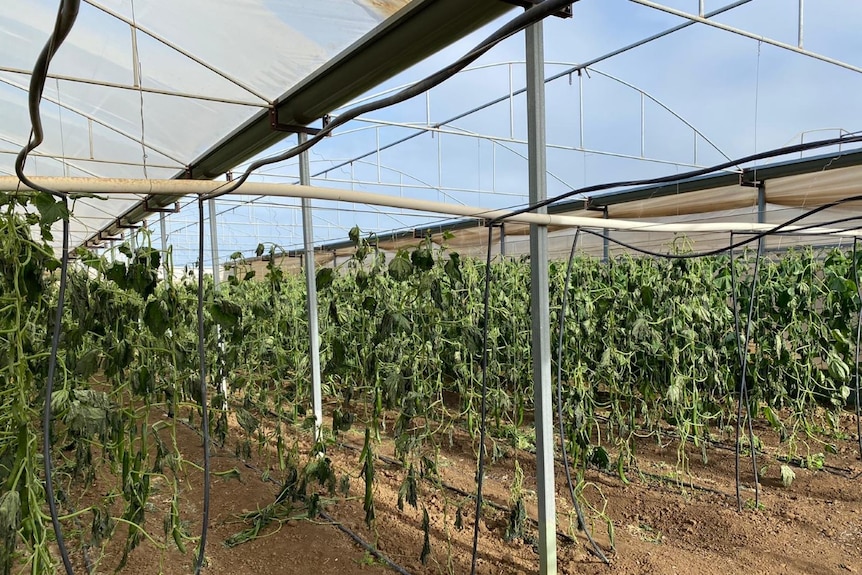 a greenhouse filled with damaged cucumber vines
