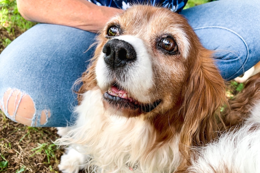 A close up image of a Cavalier standing in front of its owner