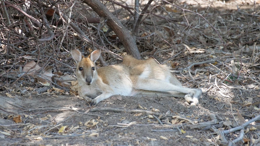 Sick and thin adult wallaby resting underneath branches in the shade