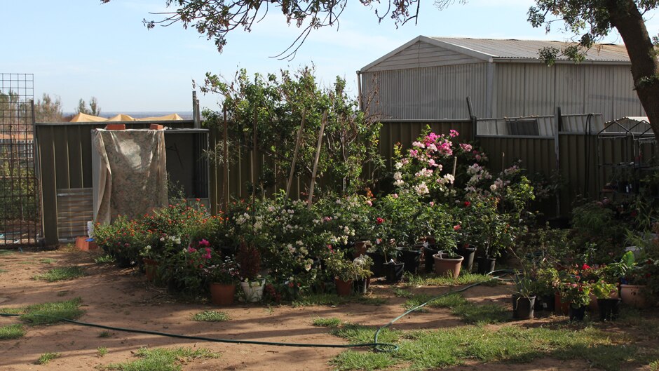 Sun shining through a garden of flowers and plants.