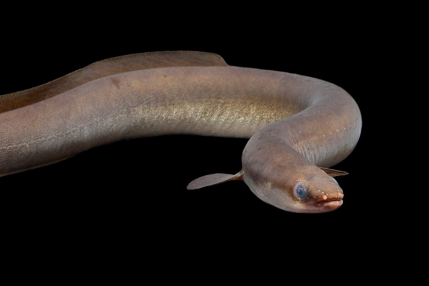 A brown eel lit by flash against a black background