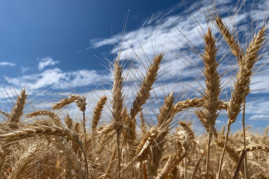 A close-up photo of wheat with a blue sky behind.