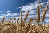 A close-up photo of wheat with a blue sky behind.
