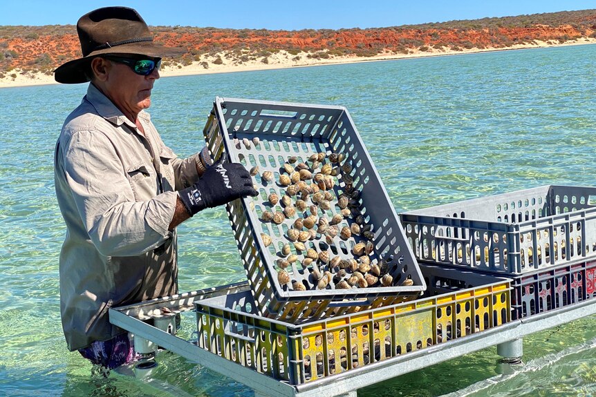 A man stands in the water with a tray of cockles in front of him.