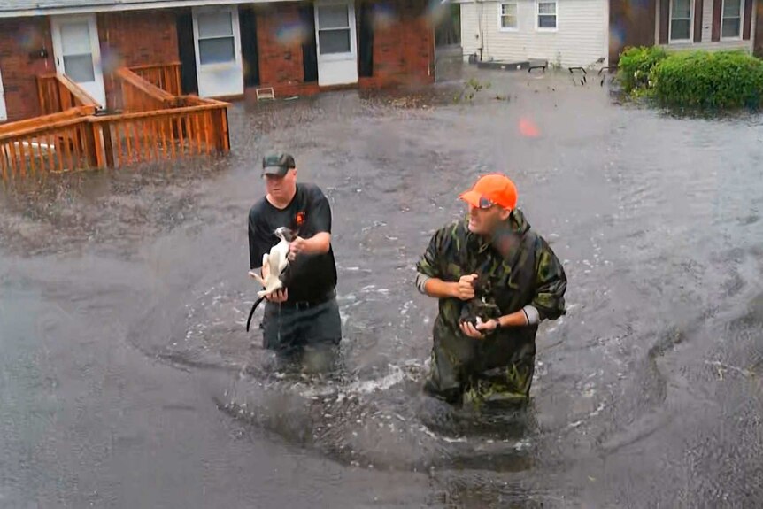 Cats rescued during Tropical Storm Florence