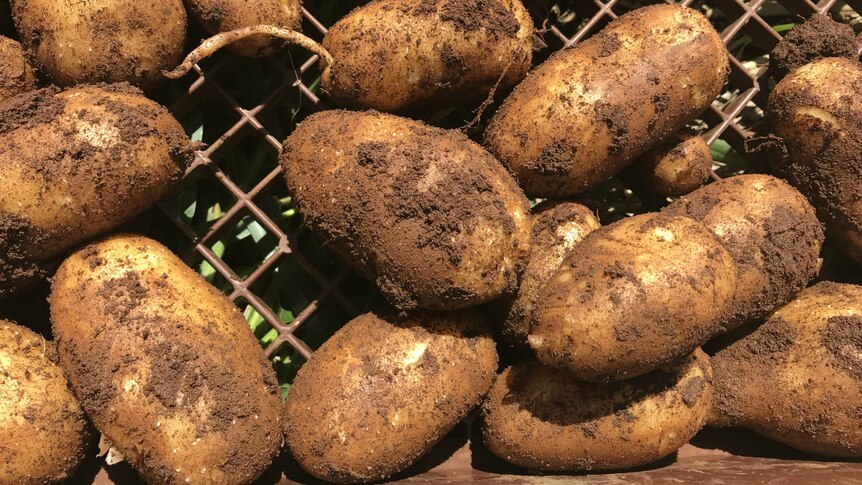 Freshly dug potatoes.