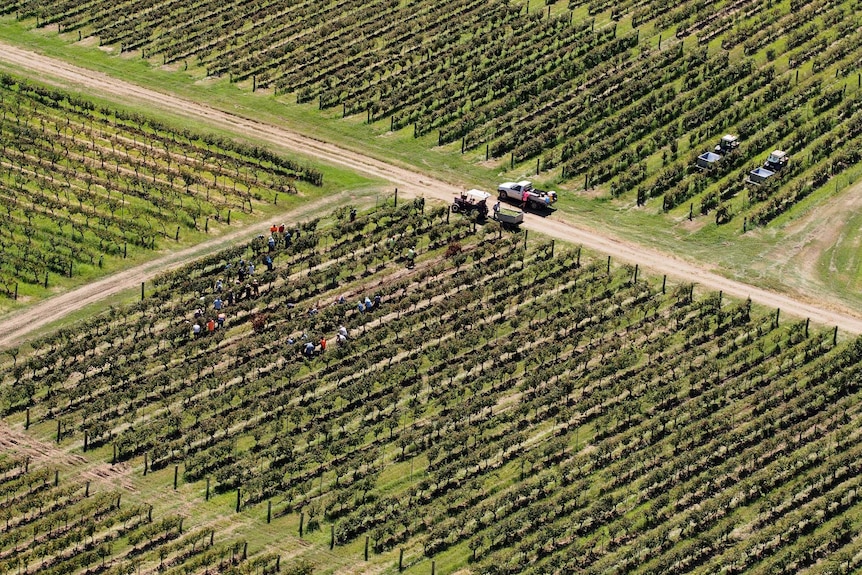Aerial of harvest workers at Tyrrell's Wines in Pokolbin in the Hunter Valley.