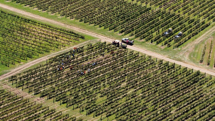Aerial of harvest workers at Tyrrell's Wines in Pokolbin in the Hunter Valley.