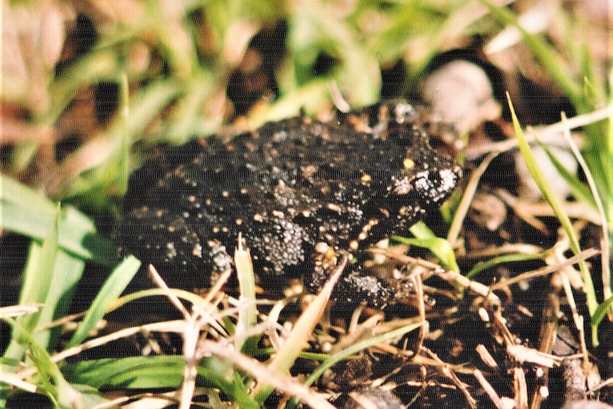 A small brown frog that looks like a toad.