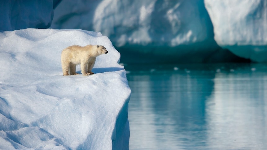 A polar bear stands on an iceberg looking over water.
