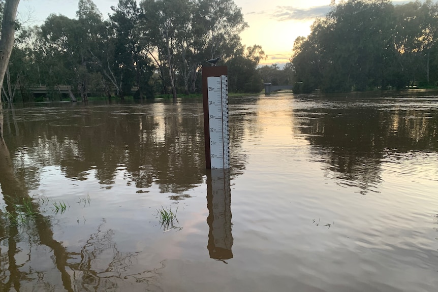 A swollen river, with a water gauge submerged.
