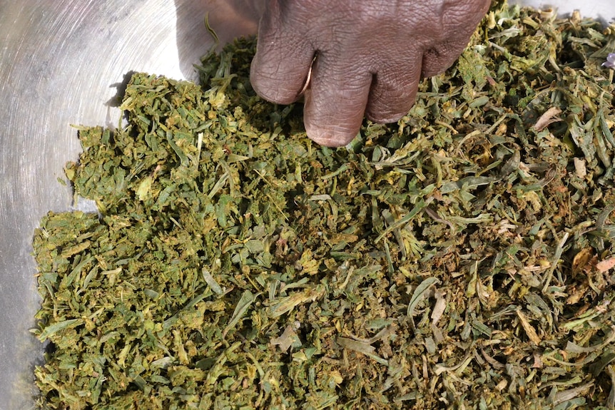 Local Arrente women meticulously work with the Arrethe to prepare it into a rub to treat colds and flu.