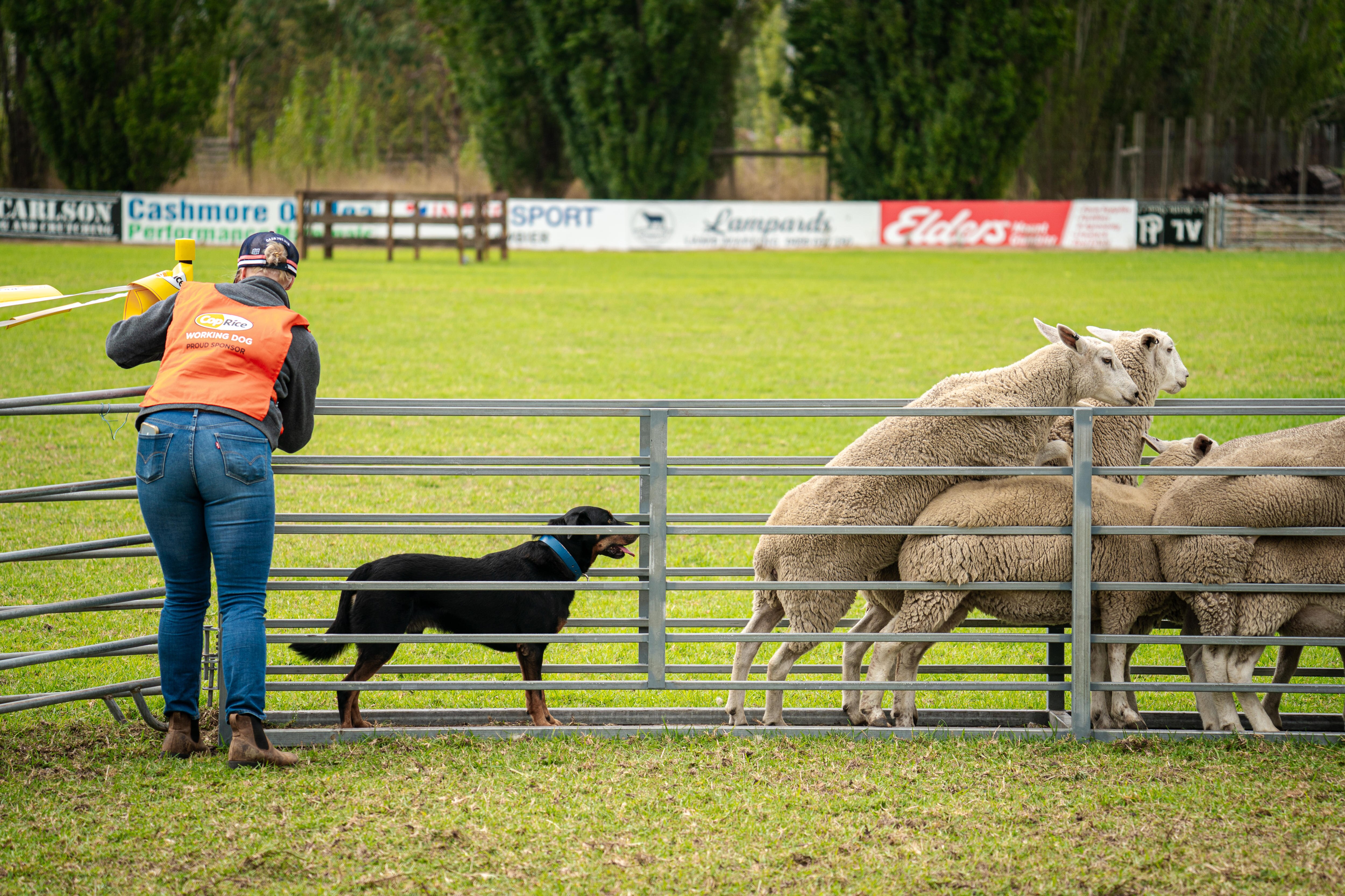 A person in an orange vest with a fence, a working dog and some sheep
