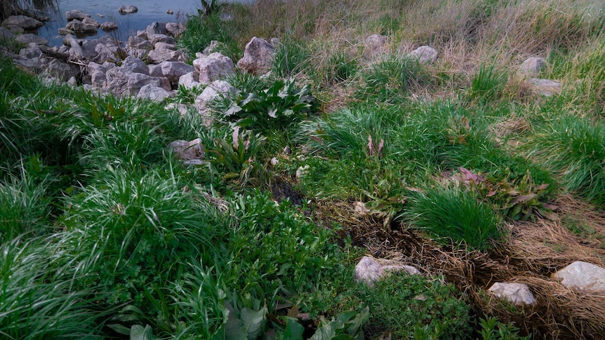 Stormwater flowing into Orange's wetlands