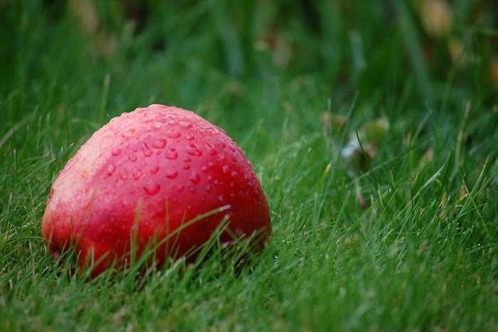 Apple in the grass