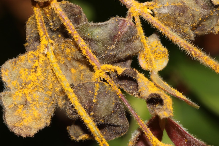 Gossia inophloia - thready bark myrtle - with Myrtle Rust