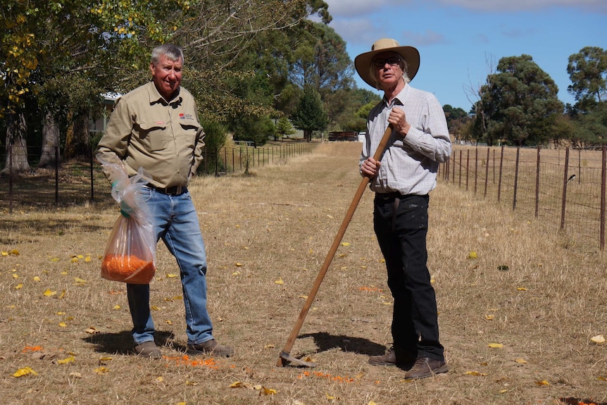 Dr John Tracy (L) and Kevin Edwards spread disease laced carrots.