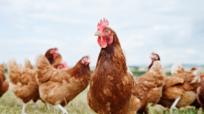 A group of chickens on grass with one up front looking at the camera