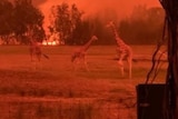 Red skies and blazes in the distance, with giraffes in the foreground