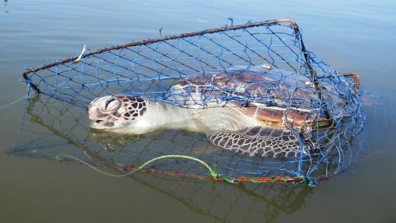 An environmental group has  to ban a type of recreational crab fishing gear, blamed for killing more than half a dozen turtles at Port Stephens.