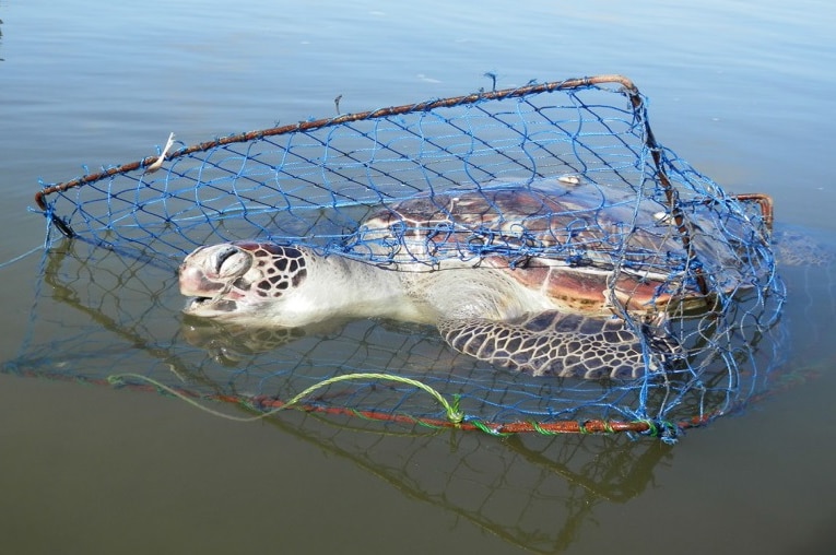 An environmental group has  to ban a type of recreational crab fishing gear, blamed for killing more than half a dozen turtles at Port Stephens.