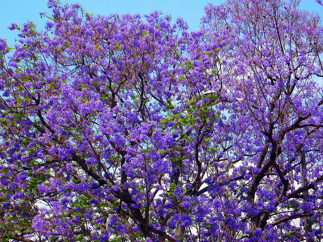 A jacaranda without blossom in November
